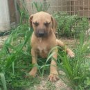 아멘농장 이미지