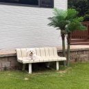 멍디브 | 대형견도 가능한 강원도 평창 애견동반 독채펜션 &lt;멍디브&gt; 내돈내산 후기