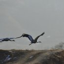 학-비상 이미지