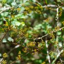 남해조팝나무 Spiraea namkaiensis Nakai, sp. nova. 이미지