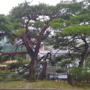 원주굽이길 4코스 꽃양귀비길 이미지