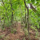 울주 묵장산(墨匠山) 환종주 이미지