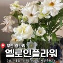 주정차23 | 부산 광안리 가성비 셀프 꽃집 <옐로인플라워> 후기 (내돈내산)
