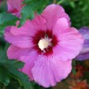 여름이네 이미지