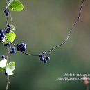 댕댕이루 이미지