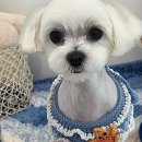 댕댕이미용실 이미지