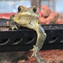 두꺼비로94번길(3-239) | 극순수 두꺼비 미야코니스토드 신규 입고!