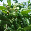 소나무집 민박 이미지