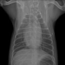 베를린 동물치과센터 이미지