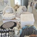 인천강아지분양 판도라독 가정분양 이미지