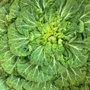 상남시장 | 창원 상남시장 봄동비빔밥 맛 솔직후기, 가격, 위치, 웨이팅시간, 주차 안내