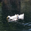 동심공원 농구장 이미지