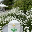 마호가니 이미지