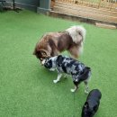 헬로우, 마루네 애견운동장 이미지