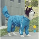 애견# 이미지