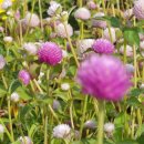 행복한일상 이미지