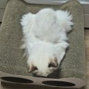 실이 그루밍 | 세티스ㅣ고양이수건 펫타올 반려동물용품 사용 후기