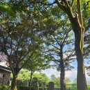 나무이야기 이미지