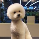 마스터그루밍클럽 이미지