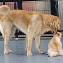 애견훈련소 보담 이미지