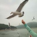 바다갈매기