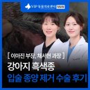 츄츄동물병원 | 강아지 흑색종 입술 종양 검사 제거 수술 후기