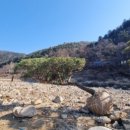 녹수조경