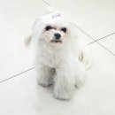 엘케이동물의료센터 네이버블로그