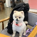 남양주 별내 카페거리 강아지 스튜디오 촬영 반려견 견생 화보 댕멍사진 마리사진관