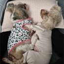 장수중학교 | 강아지종합영양제추천 밤케어용으로 시작한 이지케어나이트 후기