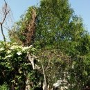 고목나무 이미지