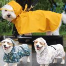 강아지봄 이미지