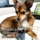 브라이트 | 강아지 눈•활력 영양제 추천｜닥터페렌들리 올인맥스브라이트 후기