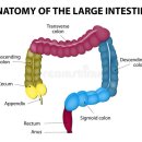 인체해부생리학_대장 이미지