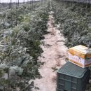 임세묵 농장 이미지