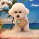 동물병원 Dr.정 | 성남 정동물병원 슬개골 탈구 수술 후기 (4년 후 완벽 회복)”