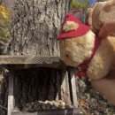 베이베나라 | [경기/곤지암] 단풍시즌 대국민 티켓팅 성공!! 화담숲 방문 후기