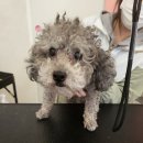 개순이상점 이미지