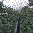 강경오농장 이미지