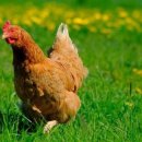 시골옻닭 이미지