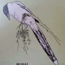 특이한 물까치의 울음소리 이미지