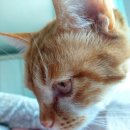 제오라이트코리아 이미지