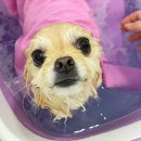 디디애견미용 이미지