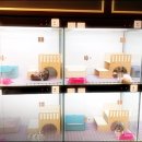 천안고양이 분양 퍼스트캣 본점 이미지