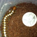 마이차우 이미지