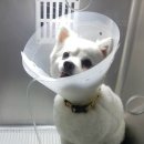 초읍동물병원 이미지