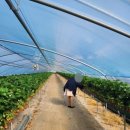 꼭지내농장 이미지