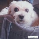 베리떼 동물병원 이미지