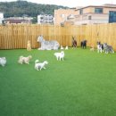 혼자두면 장판뜯어서 차린 개카페 이미지