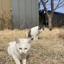 단양팔경(춘천) | 중앙고속도로 휴게소 단양팔경휴게소 춘천방향 맛집 먹거리 시설 소개